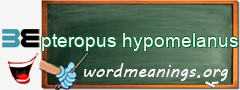 WordMeaning blackboard for pteropus hypomelanus